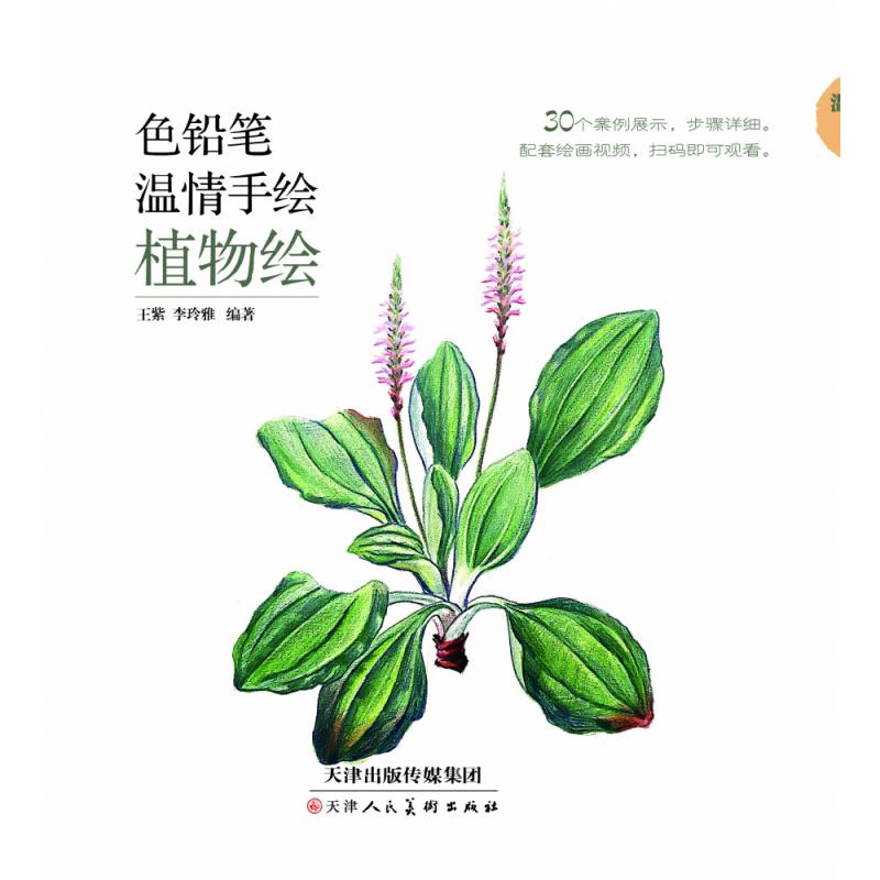 色铅笔温情手绘 植物绘