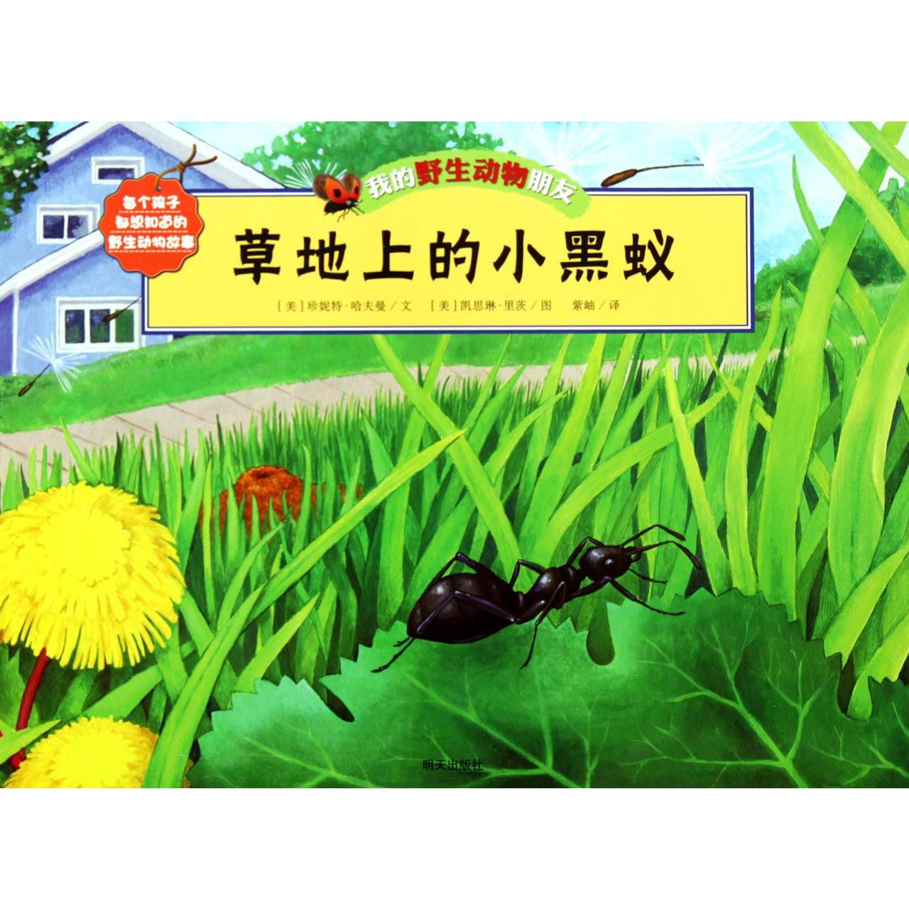 草地上的小黑蚁/我的野生动物朋友