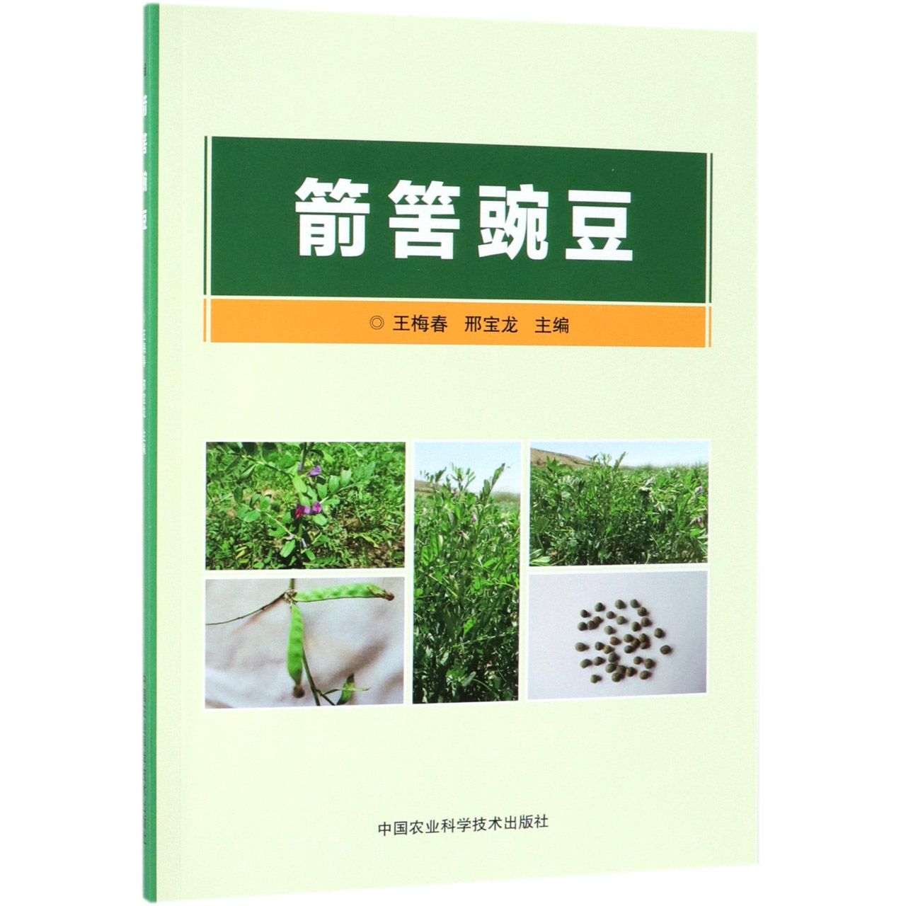 箭筈豌豆