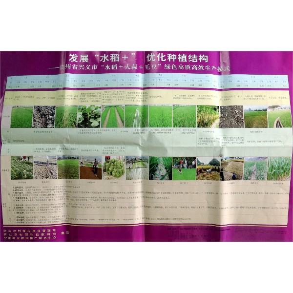 发展水稻+优化种植结构--贵州省兴义市水稻+大蒜+毛豆绿色高质高效生产模式