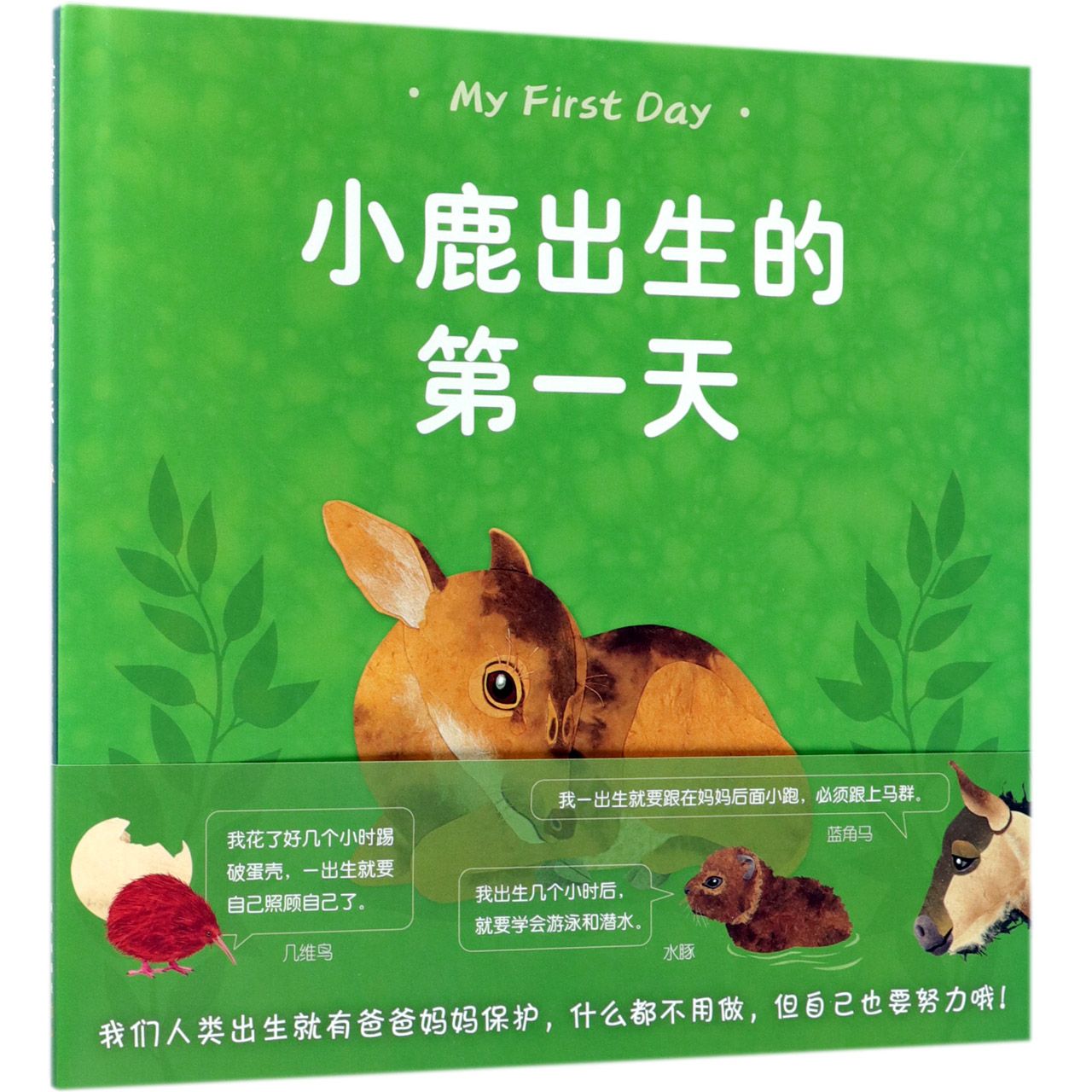 小鹿出生的第一天(精)