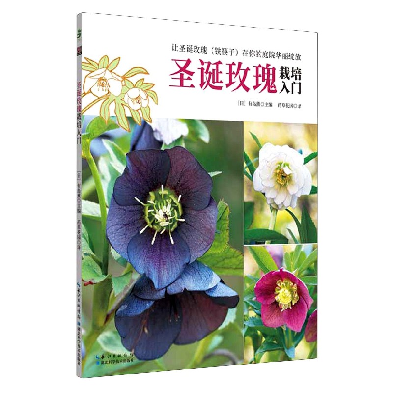 圣诞玫瑰栽培入门