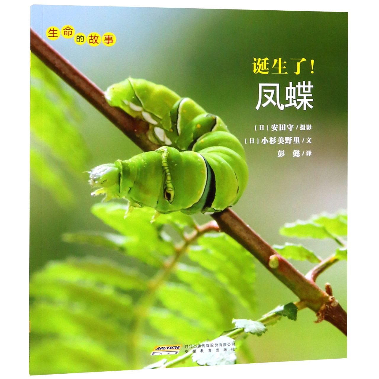 诞生了凤蝶/生命的故事