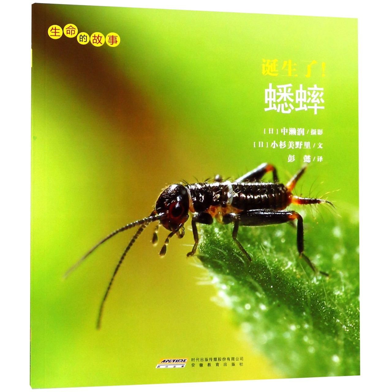 诞生了蟋蟀/生命的故事