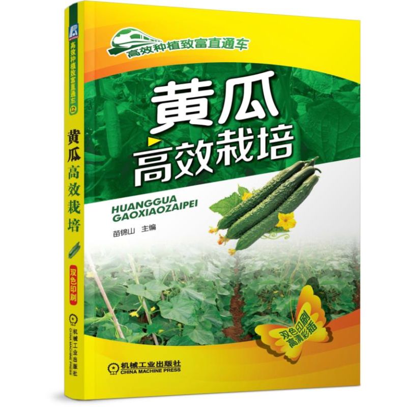 黄瓜高效栽培