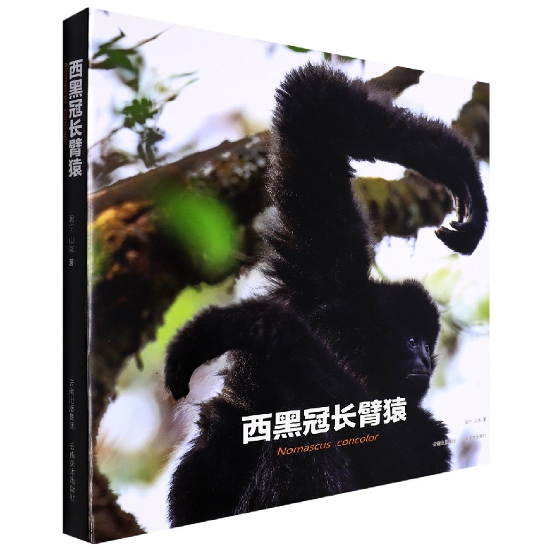 西黑冠长臂猿