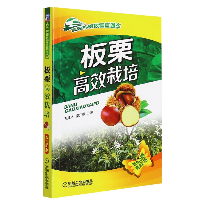 板栗高效栽培