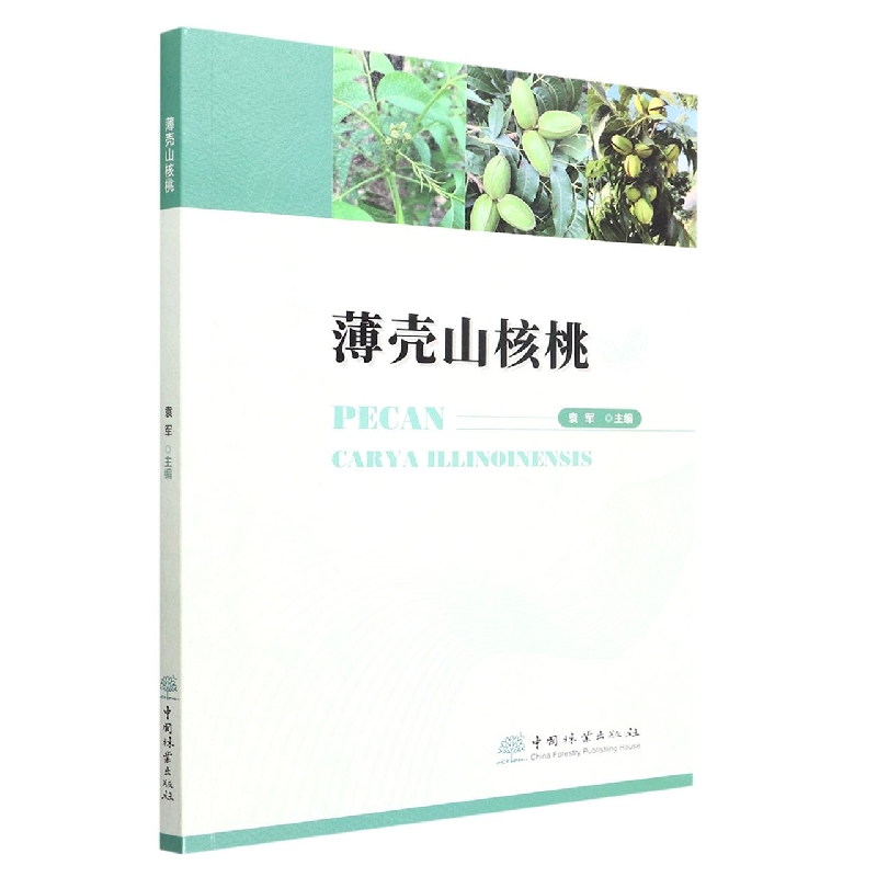 薄壳山核桃