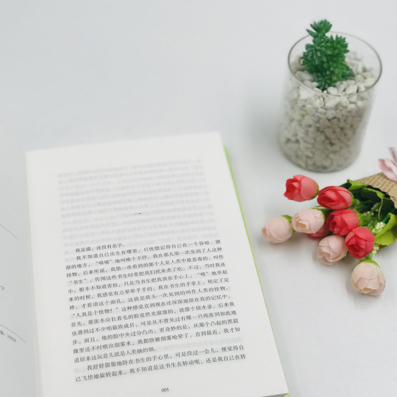 我是猫(精)