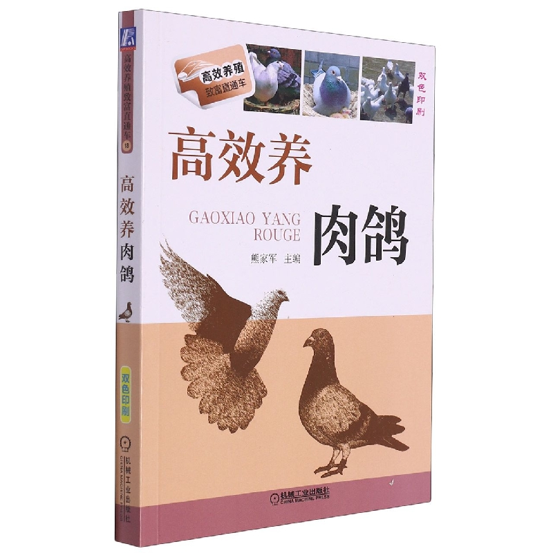 高效养肉鸽
