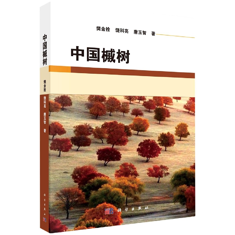 中国槭树