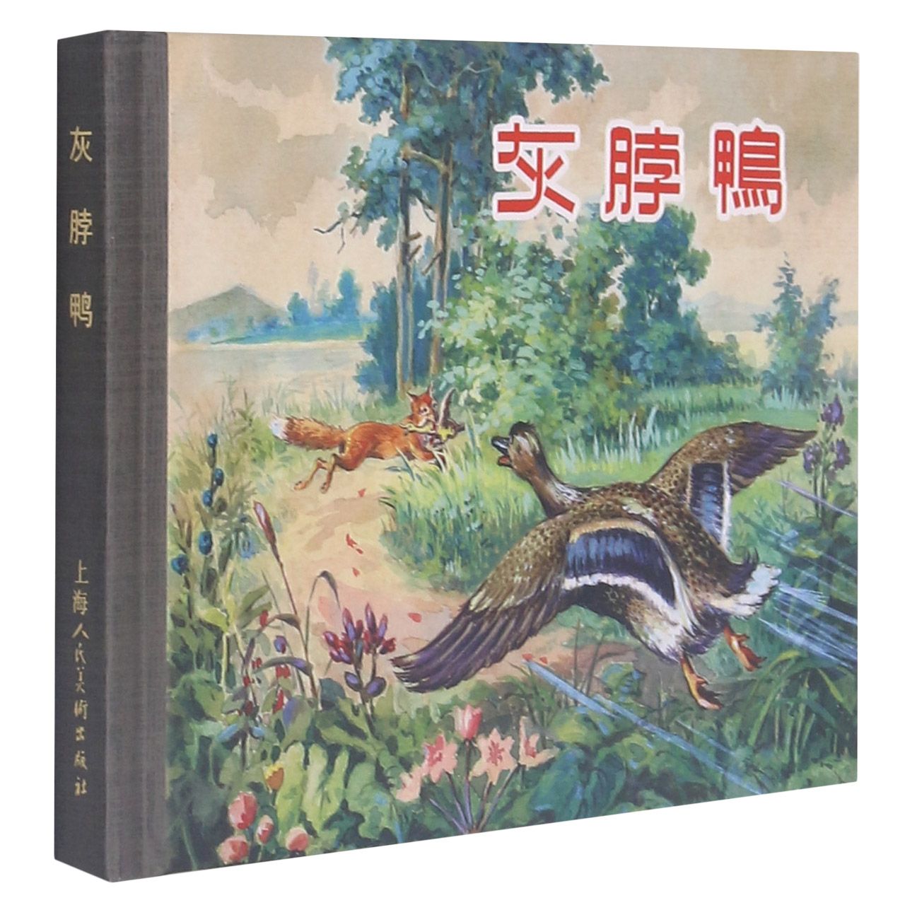 灰脖鸭