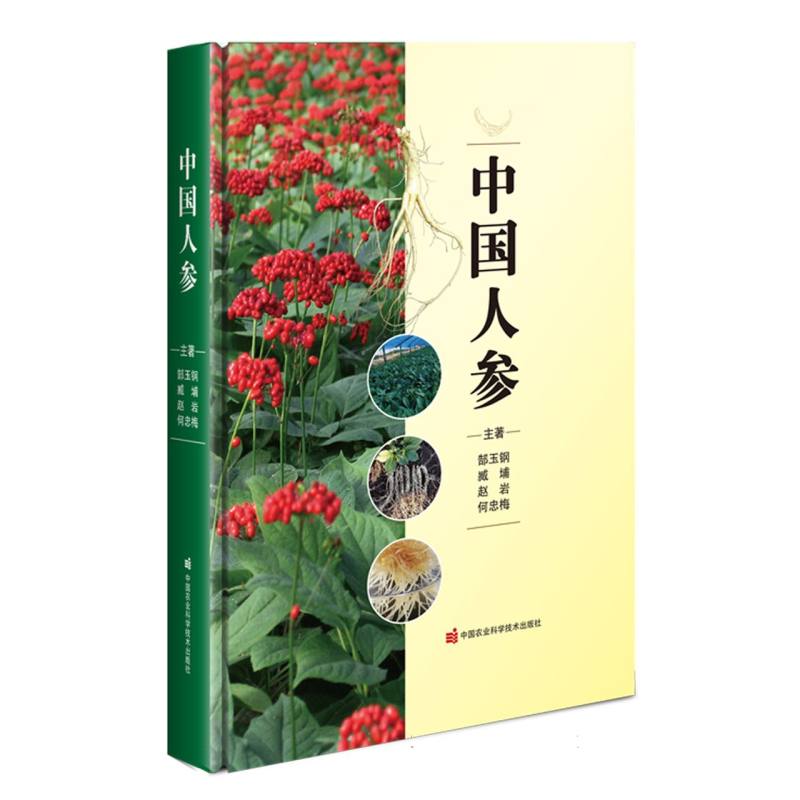 中国人参