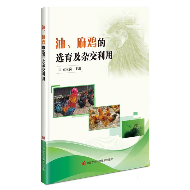 油、麻鸡的选育及杂交利用