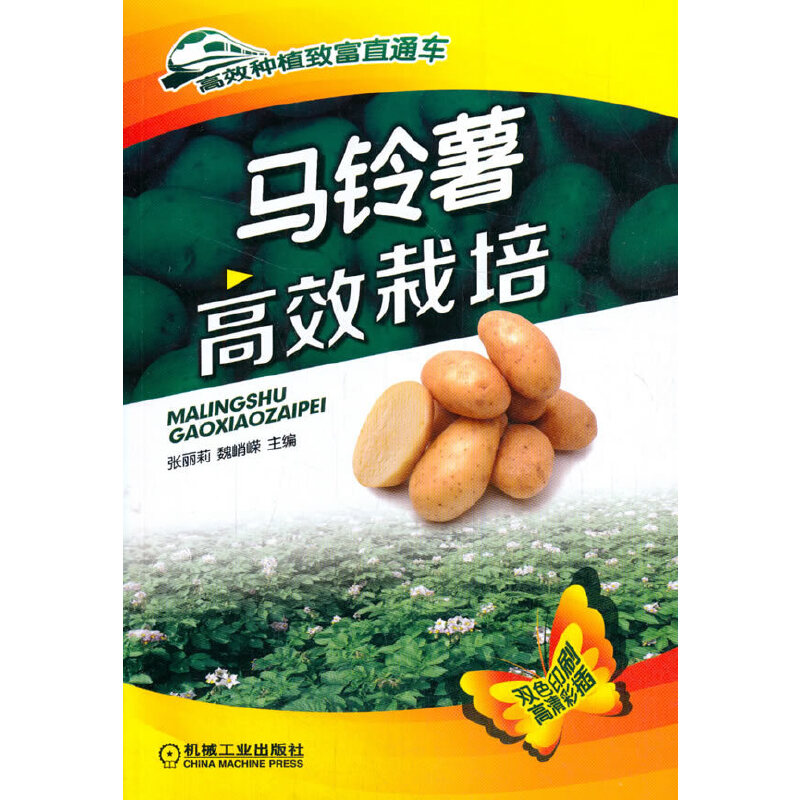 马铃薯高效栽培