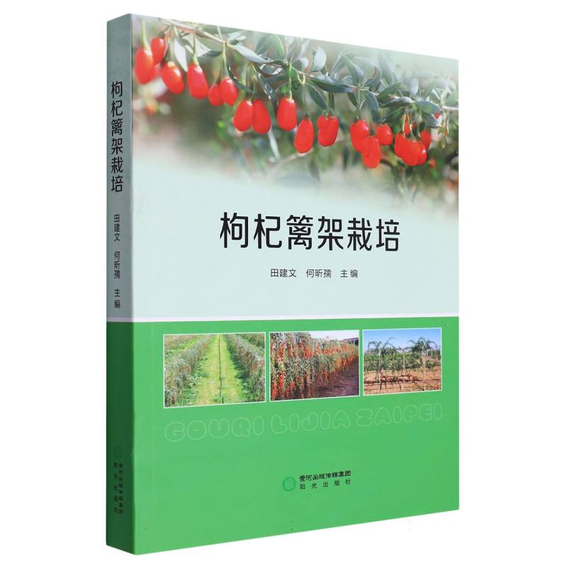 枸杞篱架栽培