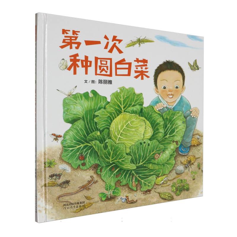 第一次种圆白菜（新）