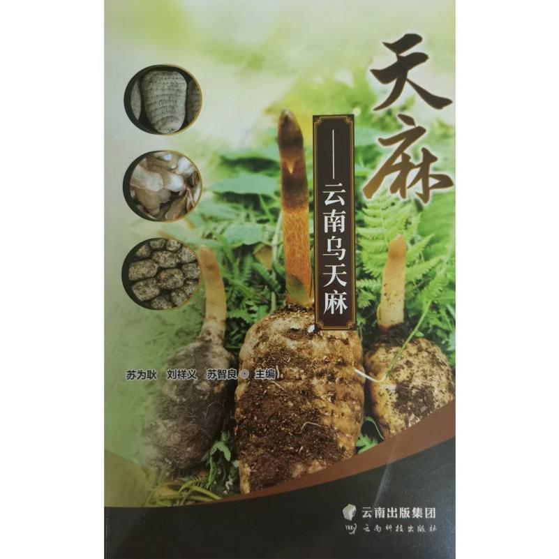天麻——云南乌天麻