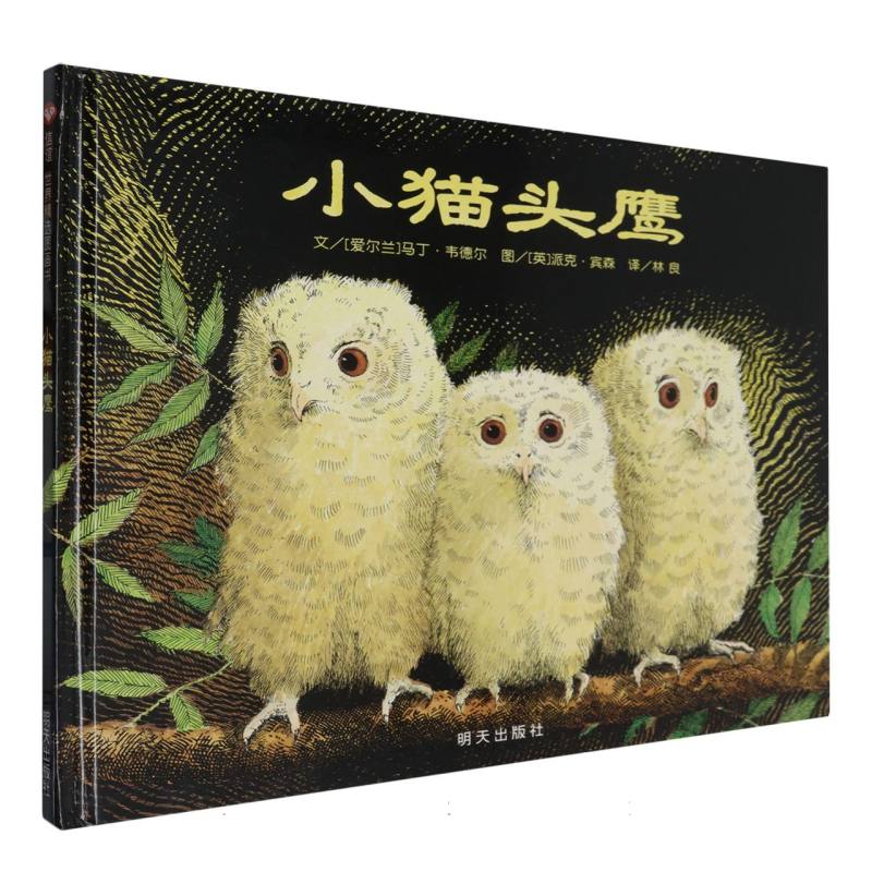 小猫头鹰（精）