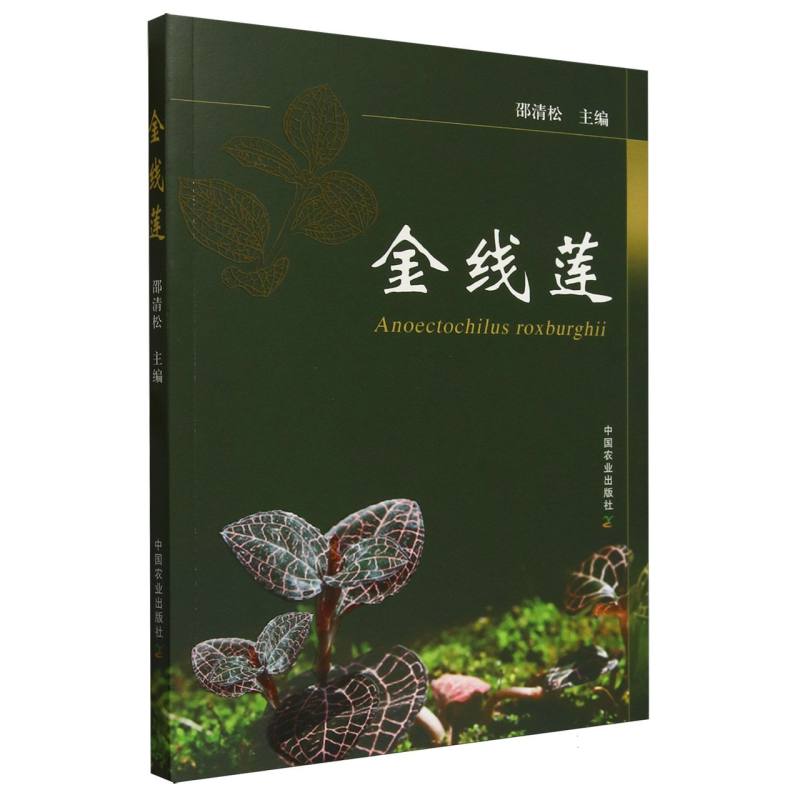 金线莲